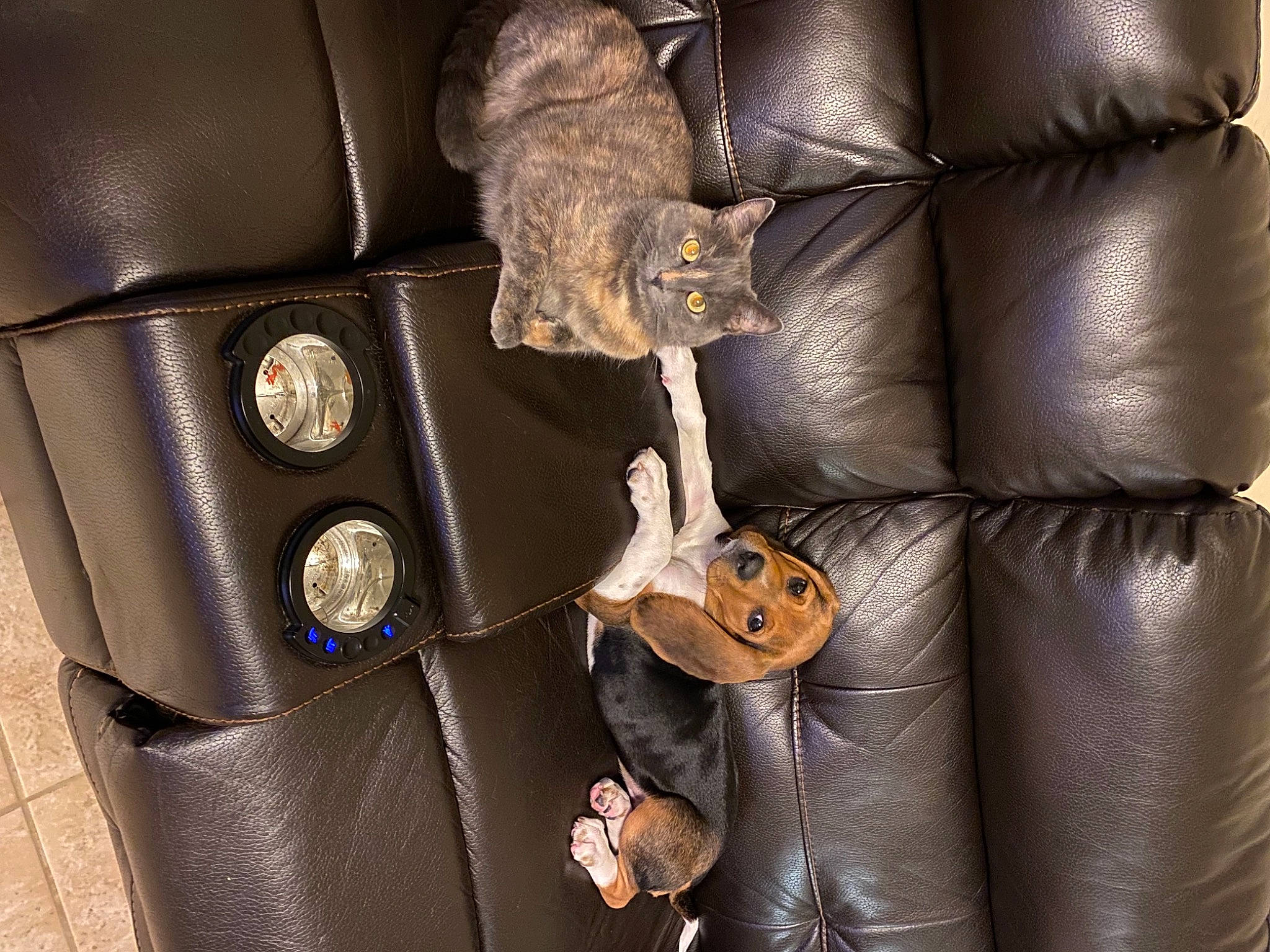 Chloe is registered to the contest to win money with this photo: armrest, bag, baggage, blazer, brown, chair, comfort, electric_blue, fashion_accessory, leather, luggage_and_bags, material_property, metal, musical_instrument, pattern, product, street_fashion, textile, waist, wood