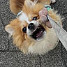 Kai a rejoint le concours — aidez-le/la à gagner de superbes lots ! dog, puppy, fluffy, small_dog, brown_and_white, open_mouth, teeth, happy, playful, toy, plush_toy, tug_of_war, leash, outdoor, pavement, brick_paving, portrait, looking_at_camera, fur, cute