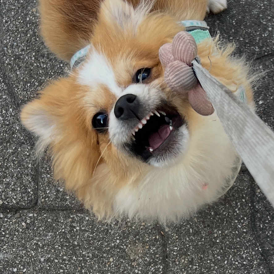 Kai