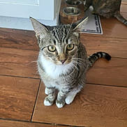 Darla is registered to the contest to win money with this photo: cat, tabby_cat, white_paws, wooden_floor, kitchen, food_bowl, pet, animal, indoor, curious, sitting, feline, domestic_cat, brown, striped, two_cats, flooring, home, background, eating