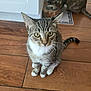 cat, tabby_cat, white_paws, wooden_floor, kitchen, food_bowl, pet, animal, indoor, curious, sitting, feline, domestic_cat, brown, striped, two_cats, flooring, home, background, eating