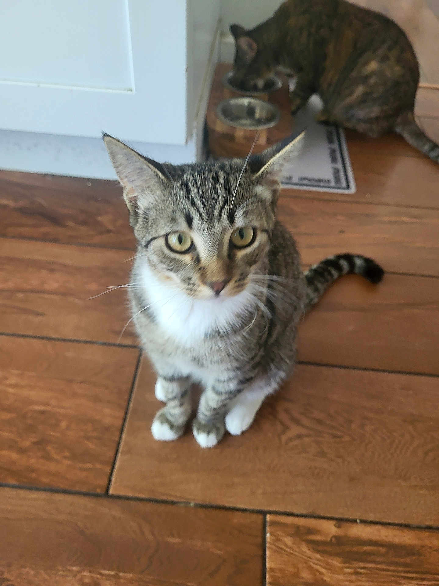 Darla is registered to the contest to win money with this photo: cat, tabby_cat, white_paws, wooden_floor, kitchen, food_bowl, pet, animal, indoor, curious, sitting, feline, domestic_cat, brown, striped, two_cats, flooring, home, background, eating