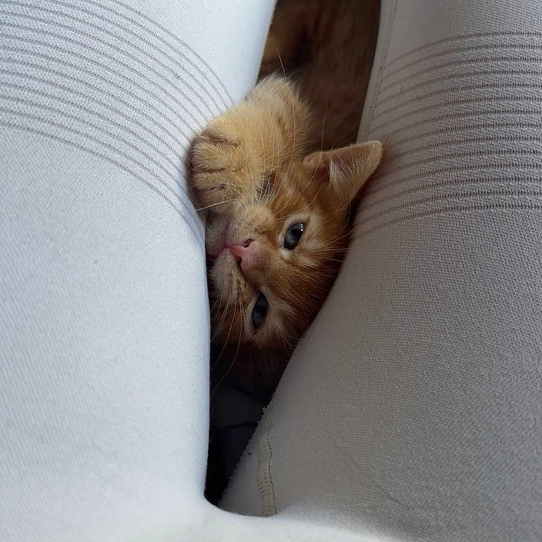 Ginger joined the competition — help win amazing prizes! animal, cat, closeup, cozy, curious, cute, furry, ginger_cat, indoor, kitten, legs, paw, pet, playful, resting, small, soft, tail, whiskers, white_leggings