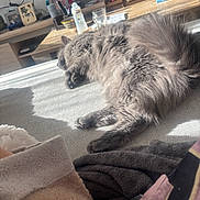 Grisou a rejoint le concours — aidez-le/la à gagner de superbes lots ! bed, blanket, bottle, cat, cozy, desk, fluffy, furniture, glass, gray_cat, home, indoor, pet, photo_frame, relaxing, shadow, sleeping, sunlight, toy, wooden