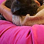 Grisou participe au concours pour gagner de l'argent avec cette photo : arm, blanket, cat, closeup, comfort, cozy, cuddle, feline, fluffy, fur, gray_cat, indoor, nap, person, pink_fabric, relaxing, resting, sleeping, soft, warm