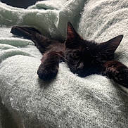 Jep joined the competition — help win amazing prizes! black_cat, cat, pet, animal, feline, cozy, blanket, soft_texture, paw, relaxed, indoor, cute, fur, whiskers, close_up, sleepy, resting, comfort, domestic_animal, nap