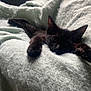 black_cat, cat, pet, animal, feline, cozy, blanket, soft_texture, paw, relaxed, indoor, cute, fur, whiskers, close_up, sleepy, resting, comfort, domestic_animal, nap