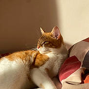 Calvin joined the competition — help win amazing prizes! cat, orange_cat, white_cat, domestic_cat, pet, feline, sleeping, resting, bed, blanket, sunlight, indoor, cozy, relaxed, whiskers, ears, paw, fur, cute, animal