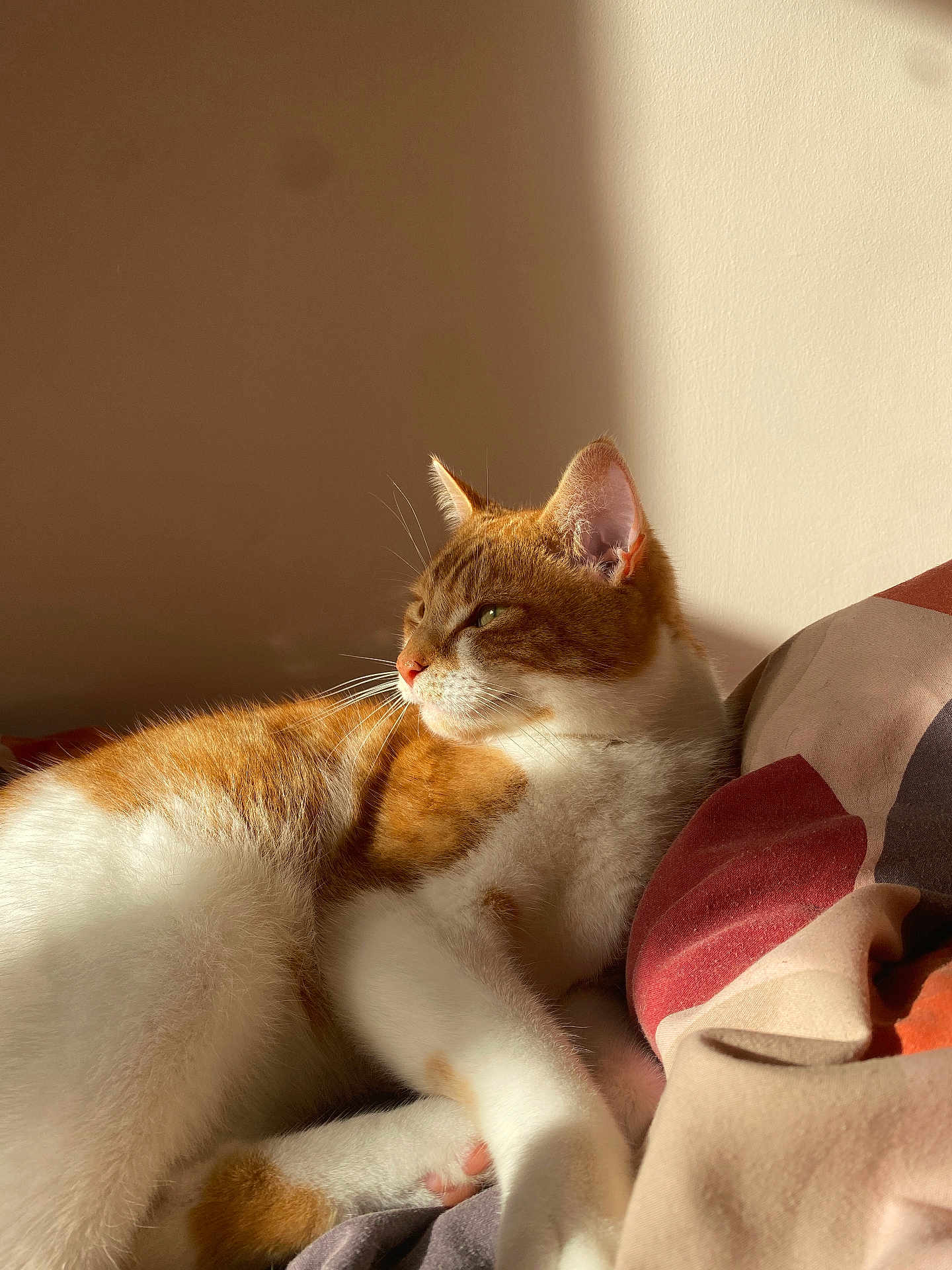 Calvin joined the competition — help win amazing prizes! cat, orange_cat, white_cat, domestic_cat, pet, feline, sleeping, resting, bed, blanket, sunlight, indoor, cozy, relaxed, whiskers, ears, paw, fur, cute, animal