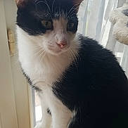 Grimpeur participe au concours pour gagner de l'argent avec cette photo : cat, black_and_white, pet, window, curtains, indoor, feline, whiskers, ears, fur, sitting, curious, animal, domestic, looking_out, soft_light, close_up, paws, nose, indoors