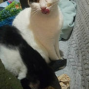 Kyubi a rejoint le concours — aidez-le/la à gagner de superbes lots ! cat, white_cat, black_and_white_cat, pet, feline, indoor, couch, fabric, footwear, curious, licking, paw, ears, whiskers, tail, resting, cozy, domestic_animal, companion, closeup