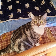 Chibby participe au concours pour gagner de l'argent avec cette photo : cat, tabby, yellow_eyes, plaid_cushion, wooden_chair, blanket, polar_bear_pattern, indoor, pet, fur, striped, curious, seated, domestic_cat, feline, cozy, home, animal, resting, looking