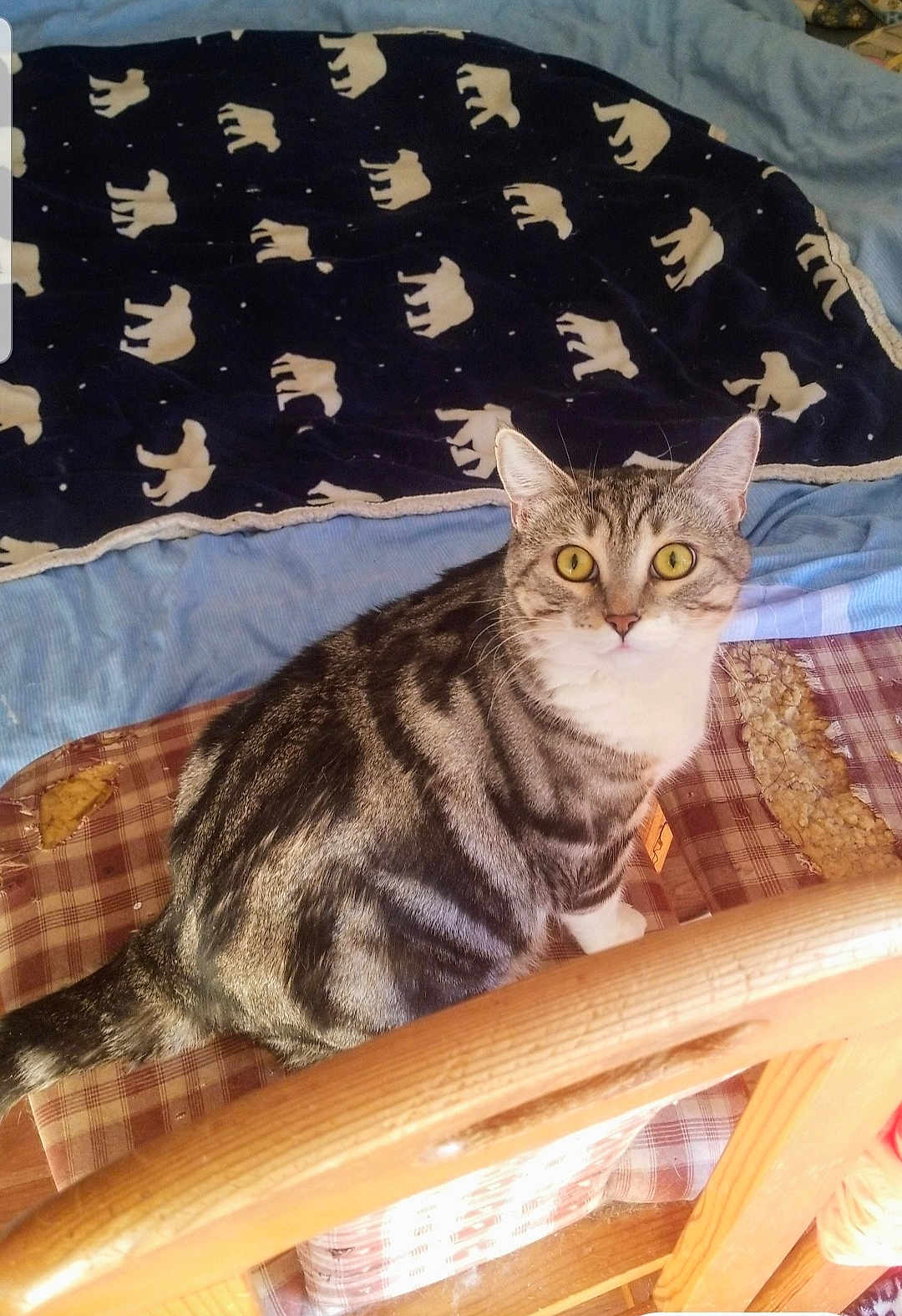 Chibby participe au concours pour gagner de l'argent avec cette photo : cat, tabby, yellow_eyes, plaid_cushion, wooden_chair, blanket, polar_bear_pattern, indoor, pet, fur, striped, curious, seated, domestic_cat, feline, cozy, home, animal, resting, looking