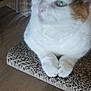 animal, calico, cardboard_scratcher, cat, closeup, cute, domestic_cat, ears, feline, fur, green_eyes, household, indoor, paw, pet, relaxed, resting, whiskers, white_fur, wooden_floor