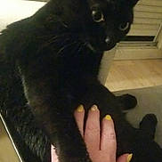 Rounette participe au concours pour gagner de l'argent avec cette photo : affection, animal, black_cat, bond, cat, close_up, comfort, domestic_cat, feline, gentle, hand, home, human_hand, indoor, nail_polish, paw, person, pet, touch, yellow_nails