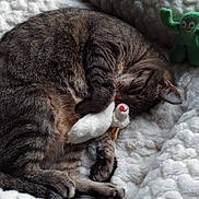 Chrissy Bell is registered to the contest to win money with this photo: abyssinian, animal, ball, bed, blanket, cat, couch, furniture, homedecor, kitten, manx, person, pet, plush, quilt, sleeping, sport, tennis, tennisball, toy