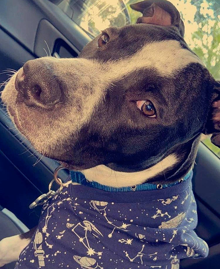 Blue Ray joined the competition — help win amazing prizes! american_pit_bull_terrier, american_staffordshire_terrier, canidae, carnivore, dog, dog_breed, dog_collar, ear, eye, german_shorthaired_pointer, hunting_dog, non_sporting_group, nose, pit_bull, pointer, selfie, snout, sporting_group, staffordshire_bull_terrier, whiskers