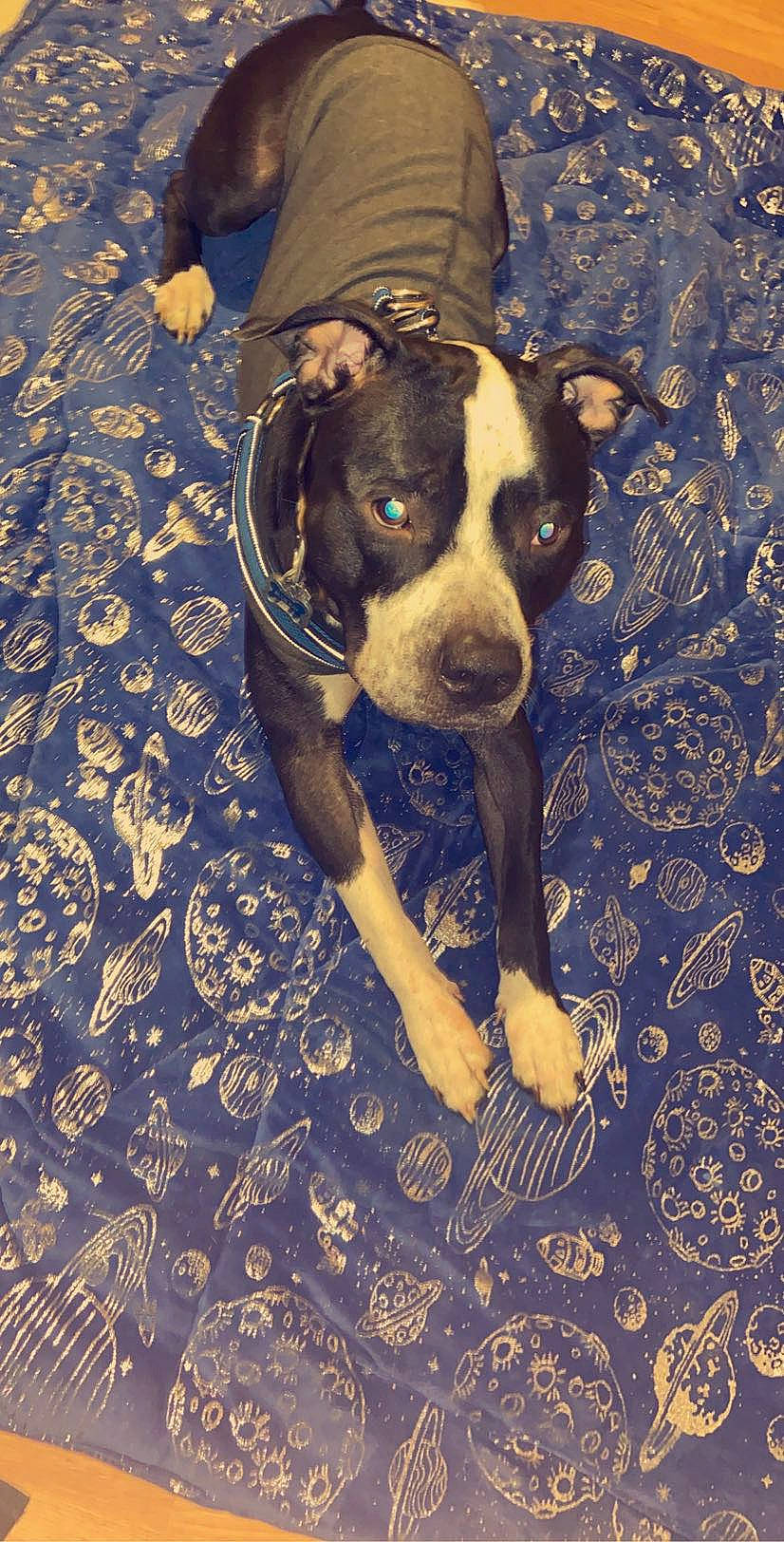 Blue Ray is registered to the contest to win money with this photo: american_pit_bull_terrier, american_staffordshire_terrier, canidae, carnivore, dog, dog_breed, fawn, mammal, non_sporting_group, paw, pit_bull, puppy, snout, tail, vertebrate