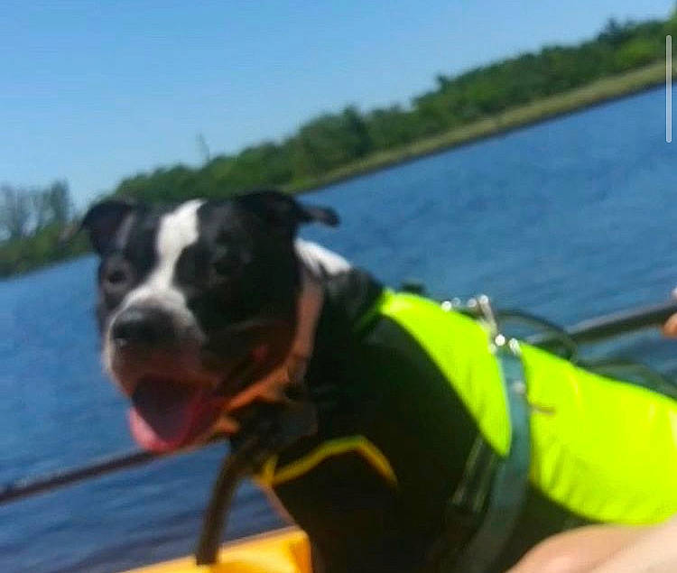 Blue Ray is registered to the contest to win money with this photo: adventure, boat, boating, boston_terrier, canidae, carnivore, dog, dog_breed, lifejacket, non_sporting_group, personal_protective_equipment, recreation, snout, vehicle, watercraft