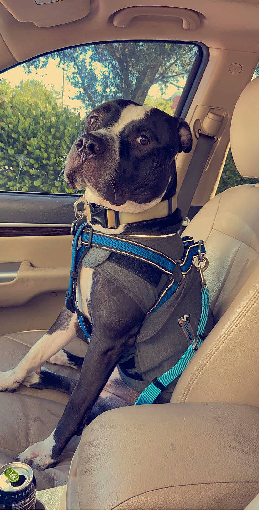 Blue Ray is registered to the contest to win money with this photo: boston_terrier, canidae, car_seat, carnivore, companion_dog, dog, dog_breed, fawn, leash, non_sporting_group, pug, seat_belt, snout, toy_dog