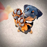 Dior joined the competition — help win amazing prizes! puppy, rottweiler, dog, paw, treat, pet, animal, cute, playful, collar, brown, black, fur, looking_up, close_up, outdoor, pet_care, young_dog, adorable, waiting