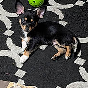Biscuit joined the competition — help win amazing prizes! animal, black_and_tan, brown_markings, cute, dog, floppy_ears, green_ball, indoor, lying_down, pet, playful, plush_toy, pointed_ears, portrait, puppy, rug, sitting, small_dog, toy, white_paws
