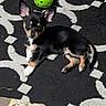 animal, black_and_tan, brown_markings, cute, dog, floppy_ears, green_ball, indoor, lying_down, pet, playful, plush_toy, pointed_ears, portrait, puppy, rug, sitting, small_dog, toy, white_paws