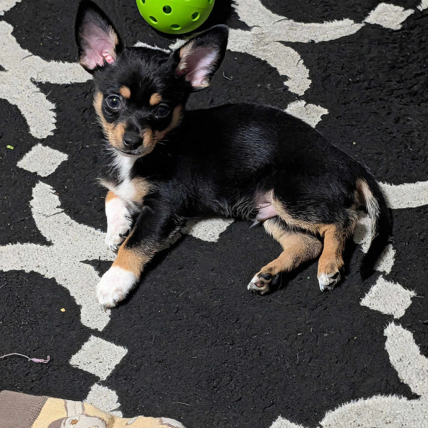 Biscuit