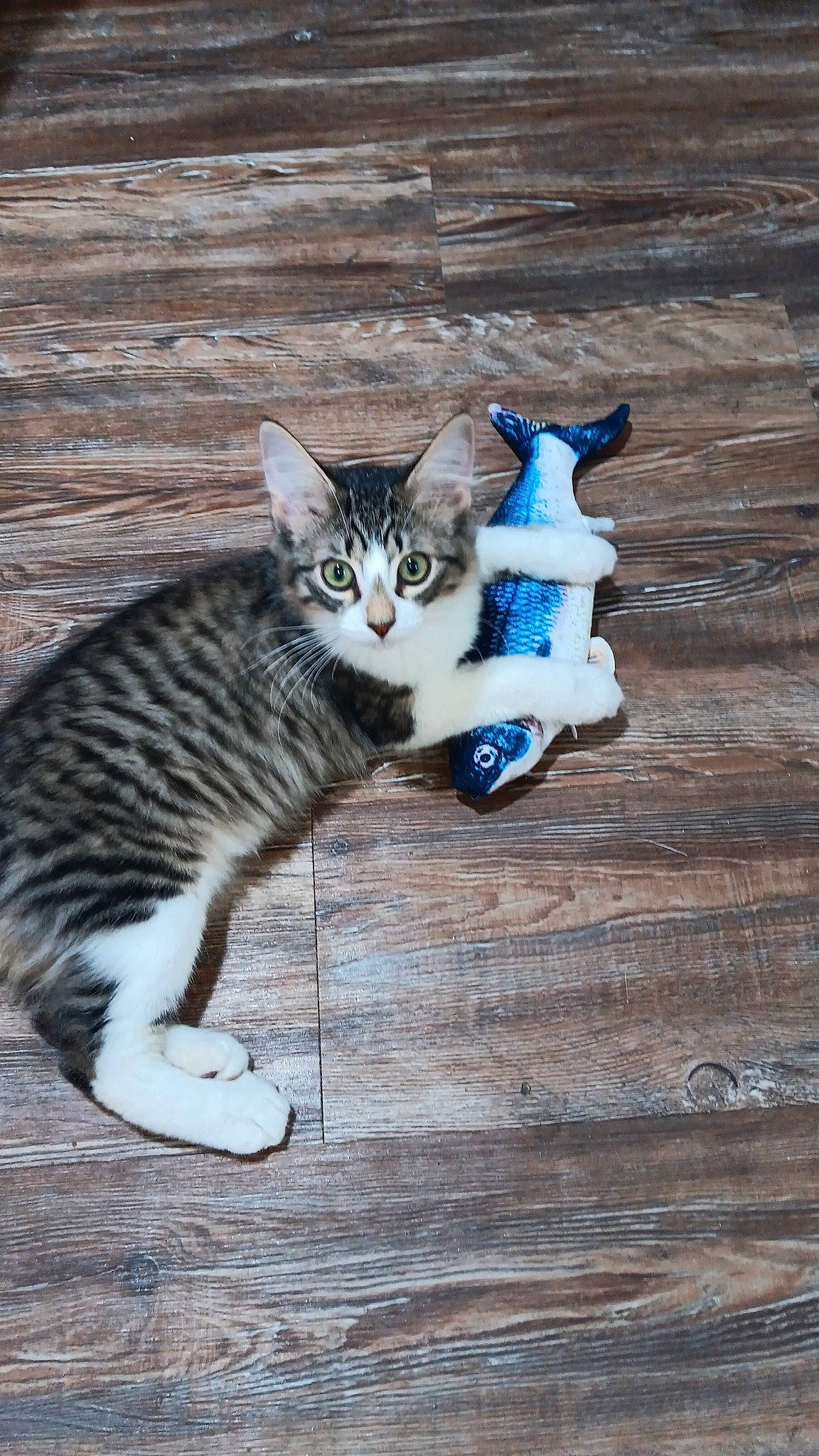 Birdee joined the competition — help win amazing prizes! carnivore, cat, claw, domestic_short_haired_cat, electric_blue, felidae, flooring, foot, fur, grey, hardwood, paw, sitting, small_to_medium_sized_cats, tail, whiskers, wood, wood_flooring