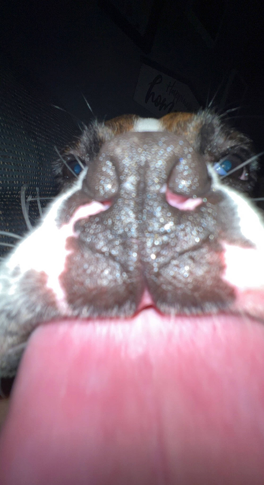 Brady is registered to the contest to win money with this photo: bat, carnivore, cat, claw, dog_breed, domestic_short_haired_cat, fang, felidae, flesh, foot, fur, liver, paw, small_to_medium_sized_cats, snout, terrestrial_animal, whiskers