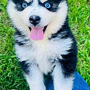 Paisley joined the competition — help win amazing prizes! adorable, black_and_white, blue_eyes, closeup, dog, ears, fluffy_fur, grass, green_background, husky_puppy, joyful, nose, outdoor, paws, pet, portrait, puppy, sitting, smiling, tongue_out