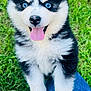 adorable, black_and_white, blue_eyes, closeup, dog, ears, fluffy_fur, grass, green_background, husky_puppy, joyful, nose, outdoor, paws, pet, portrait, puppy, sitting, smiling, tongue_out