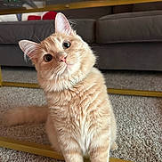 Mako is registered to the contest to win money with this photo: cat, orange_tabby, curious, fluffy, carpet, living_room, couch, furniture, glass_table, golden_frame, pet, indoor, cute, animal, whiskers, ears, tail, domestic, cozy, head_tilt