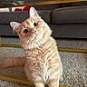 cat, orange_tabby, curious, fluffy, carpet, living_room, couch, furniture, glass_table, golden_frame, pet, indoor, cute, animal, whiskers, ears, tail, domestic, cozy, head_tilt