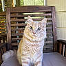 cat, orange_tabby, fluffy, wooden_chair, cushion, porch, fairy_lights, pet, animal, feline, sitting, curious, indoor, cozy, closeup, portrait, domestic_cat, whiskers, ears, tail