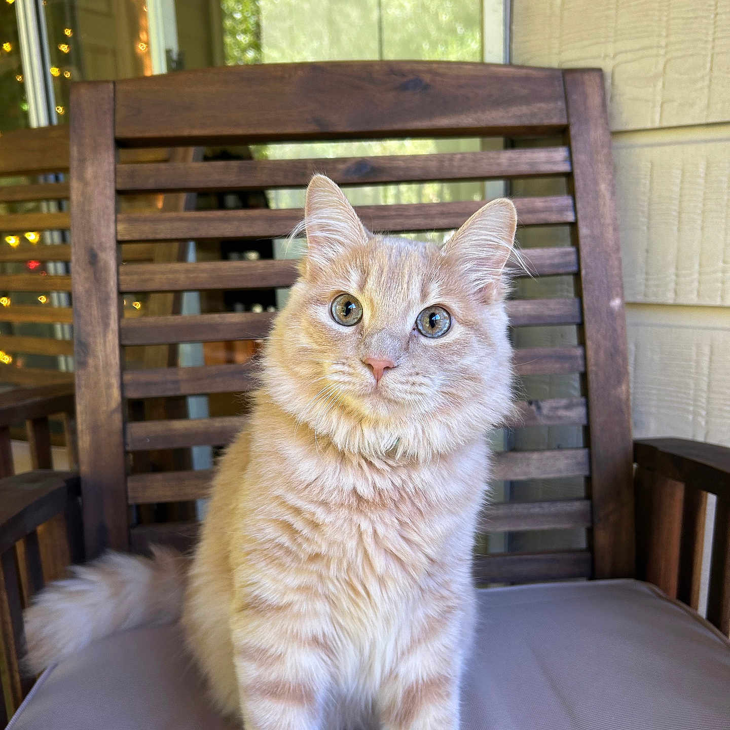 Mako is registered to the contest to win money with this photo: cat, orange_tabby, fluffy, wooden_chair, cushion, porch, fairy_lights, pet, animal, feline, sitting, curious, indoor, cozy, closeup, portrait, domestic_cat, whiskers, ears, tail