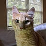 Mako is registered to the contest to win money with this photo: cat, ginger_cat, indoor, window, curious, whiskers, closeup, pet, feline, animal, soft_light, portrait, ears, eyes, fur, home, domestic, looking, blurred_background, face
