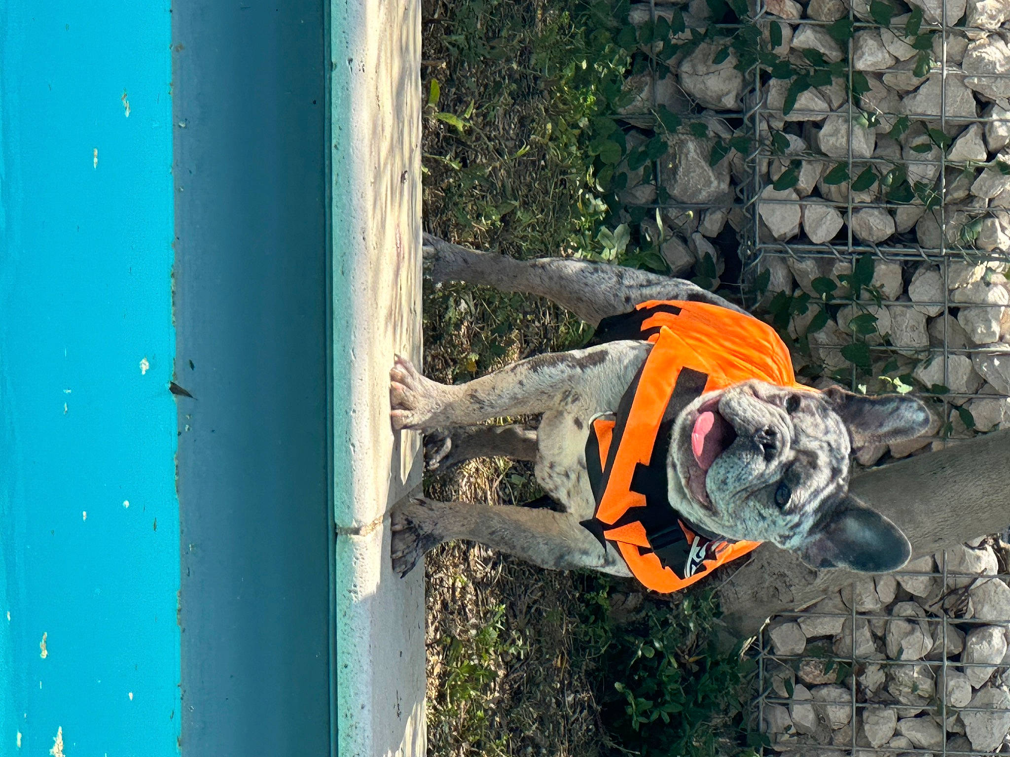 Tyson a rejoint le concours — aidez-le/la à gagner de superbes lots ! beach, boats_and_boating_equipment_and_supplies, fun, lake, personal_protective_equipment, plant, recreation, reflection, soil, water, wood