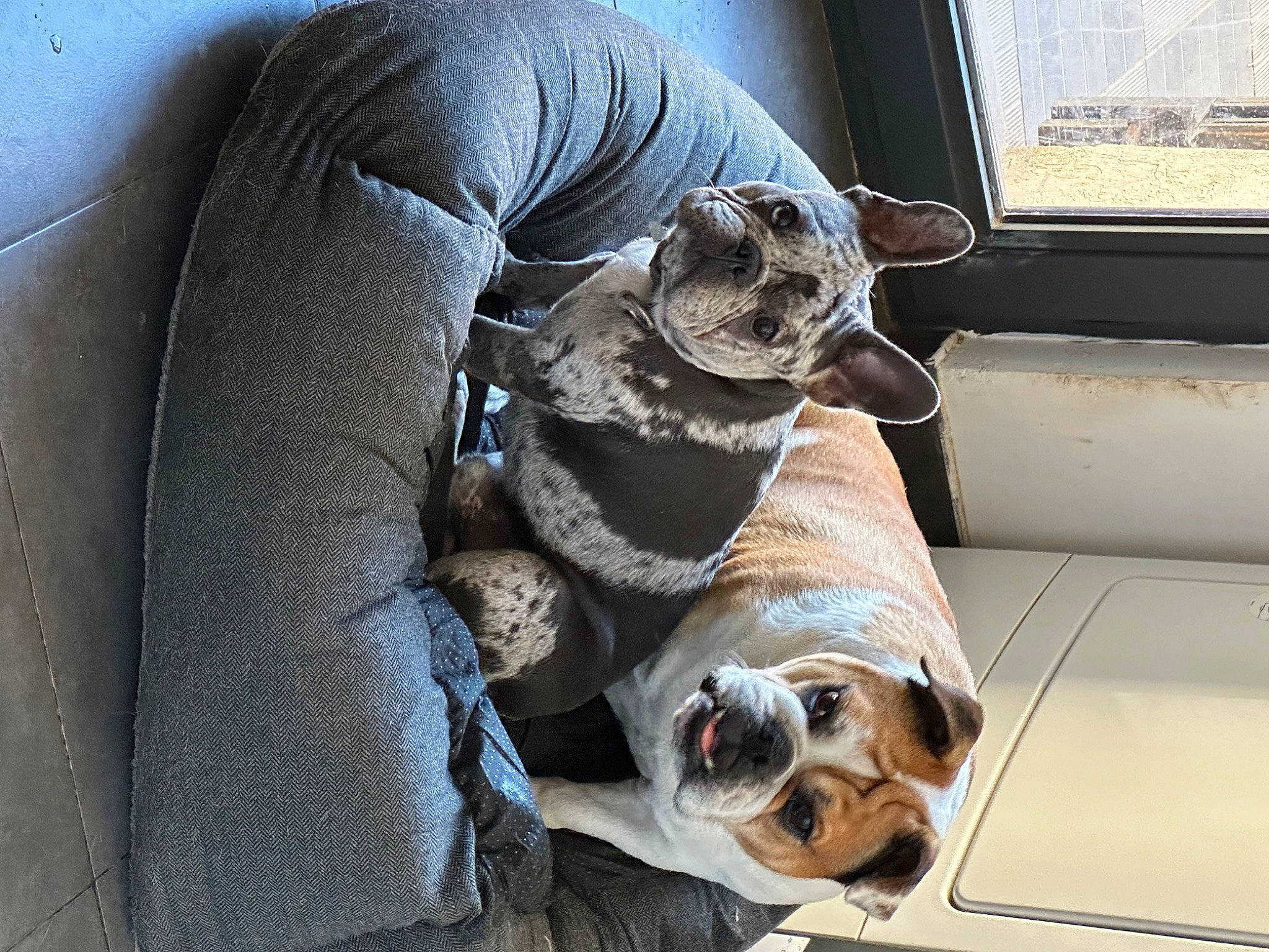 Tyson participe au concours pour gagner de l'argent avec cette photo : auto_part, bulldog, canidae, car_seat, carnivore, collar, comfort, companion_dog, dog, dog_breed, dog_collar, dog_supply, eyewear, fawn, pet_supply, snout, sporting_group, vehicle, vehicle_door, working_animal