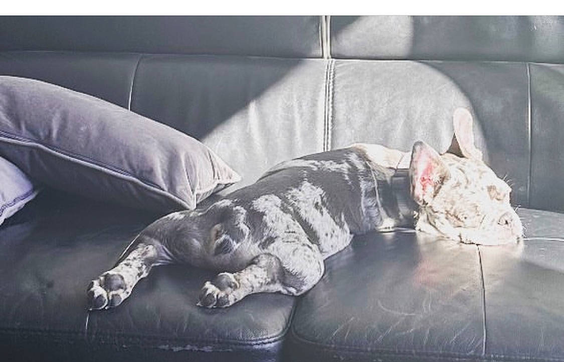 Tyson a rejoint le concours — aidez-le/la à gagner de superbes lots ! carnivore, comfort, companion_dog, couch, felidae, flooring, fur, furniture, grey, human_leg, interior_design, living_room, nap, room, sitting, small_to_medium_sized_cats, sofa_bed, studio_couch, tints_and_shades, toy