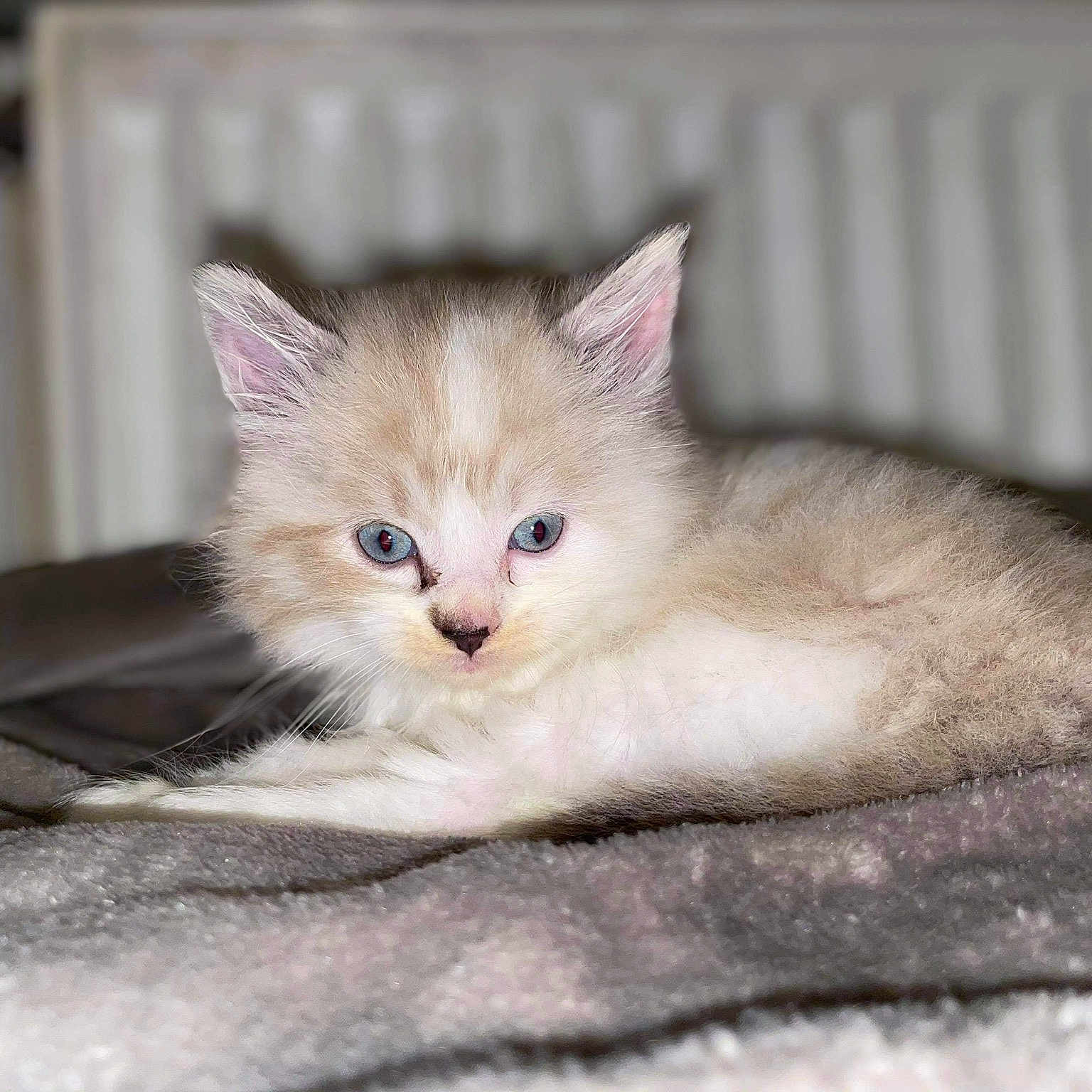 Moumou