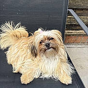 Delphine Strozyk a rejoint le concours — aidez-le/la à gagner de superbes lots ! animal, black_chair, canine, chair, companion, curious, cute, dog, domestic_animal, fluffy, fur, furry, lounging, outdoor, pet, pink_hair_accessory, portrait, relaxed, resting, small_dog