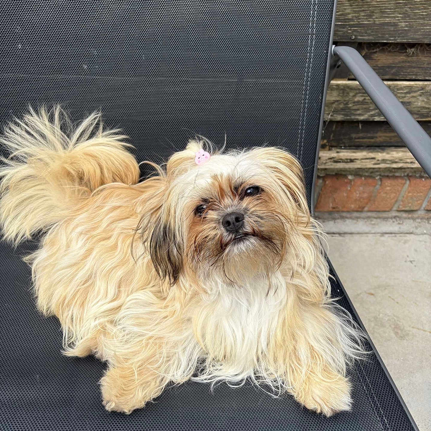 Delphine Strozyk a rejoint le concours — aidez-le/la à gagner de superbes lots ! animal, black_chair, canine, chair, companion, curious, cute, dog, domestic_animal, fluffy, fur, furry, lounging, outdoor, pet, pink_hair_accessory, portrait, relaxed, resting, small_dog
