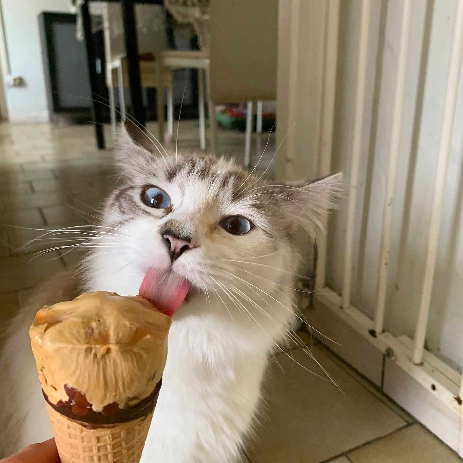 Moumou