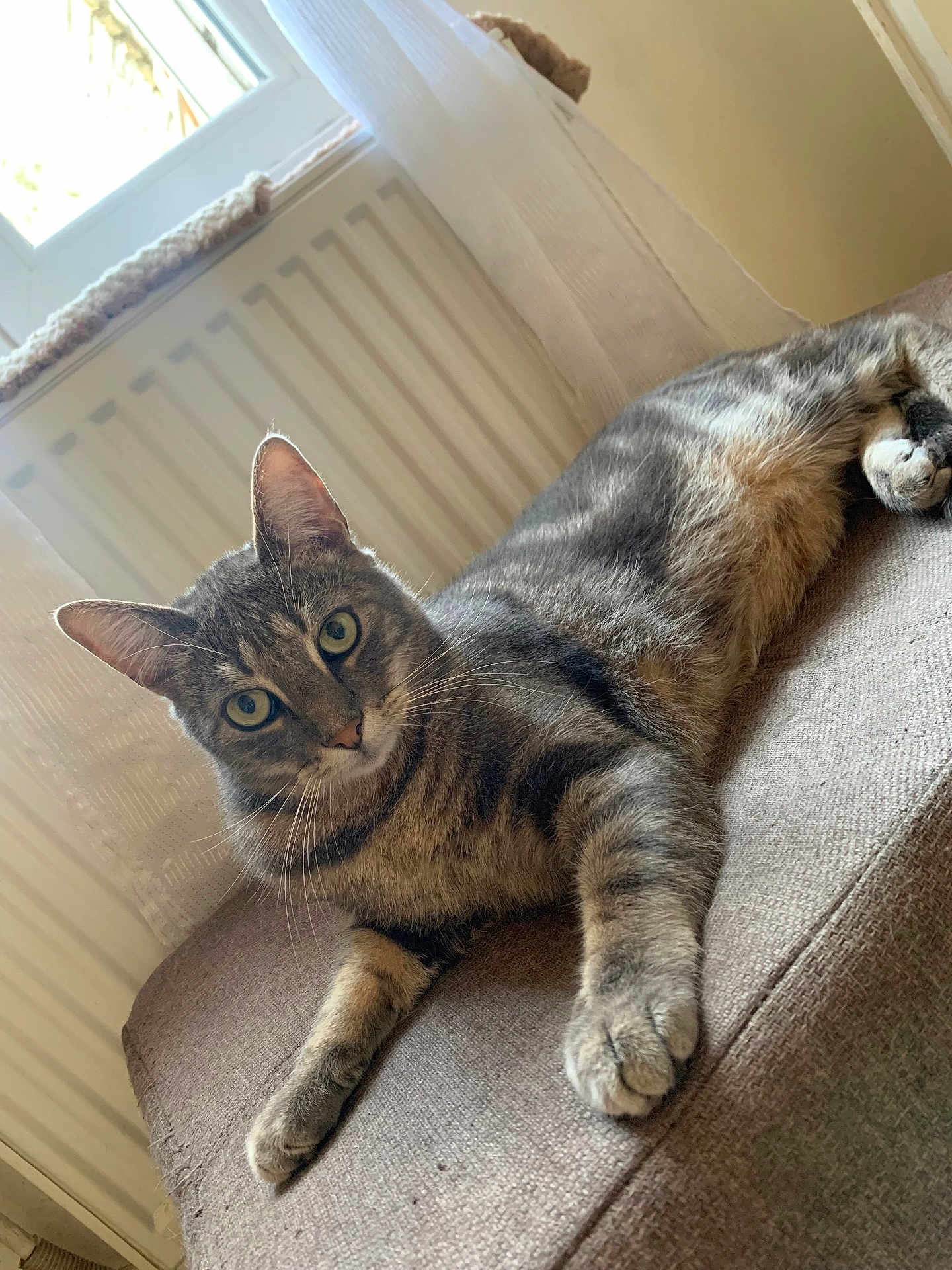 Lemon participe au concours pour gagner de l'argent avec cette photo : cat, tabby_cat, indoor, couch, furniture, pet, animal, relaxed, curious, green_eyes, fur, whiskers, window, radiator, curtains, light, shadow, texture, resting, closeup