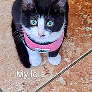 Lola joined the competition — help win amazing prizes! cat, kitten, black_and_white, pink_harness, pet, indoor, floor, tile_floor, looking_up, green_eyes, small, cute, animal, mammal, whiskers, fur, domestic, young, sitting, collar