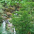 Dominique S. C.