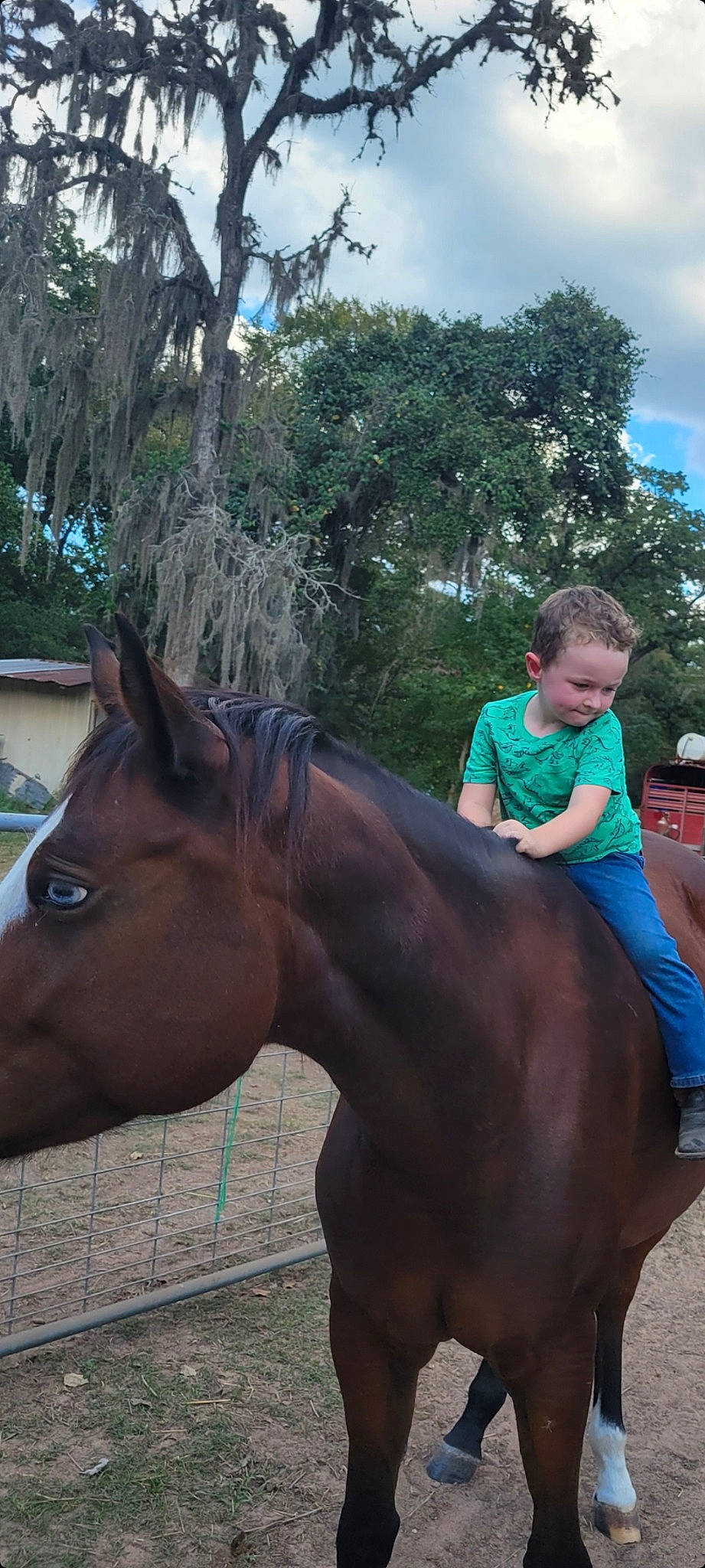Karter joined the competition — help win amazing prizes! bridle, equestrianism, eye, fun, horse, horse_supplies, horse_tack, landscape, leisure, liver, mane, pack_animal, person, plant, recreation, rein, rural_area, sky, sorrel, tree
