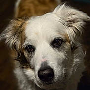 Harley is registered to the contest to win money with this photo: dog, close_up, portrait, fluffy, white_fur, brown_fur, pet, animal, canine, indoors, soft_lighting, focused, expression, ears, snout, eyes, fur_texture, looking_up, mammal, companion