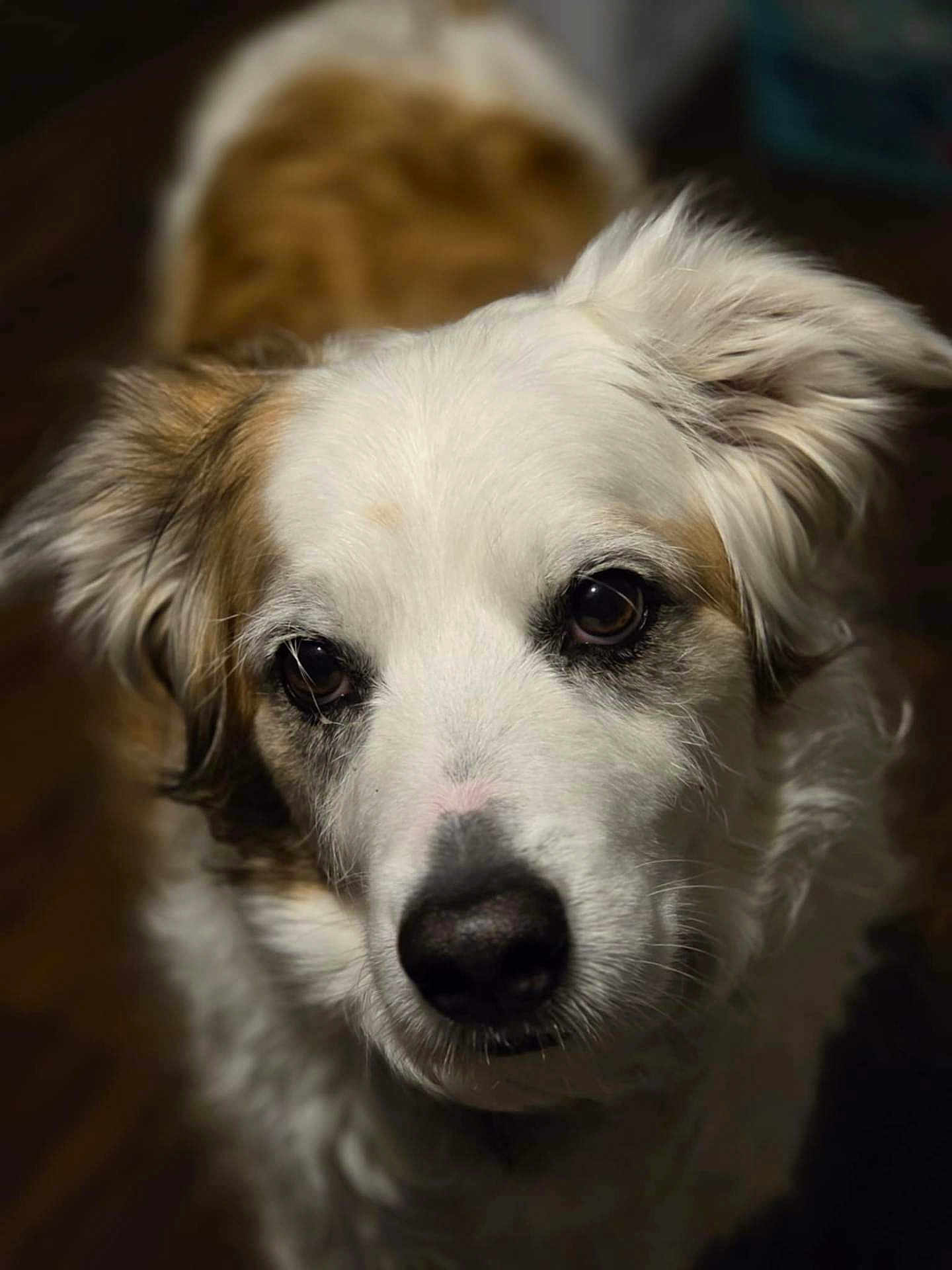 Harley is registered to the contest to win money with this photo: dog, close_up, portrait, fluffy, white_fur, brown_fur, pet, animal, canine, indoors, soft_lighting, focused, expression, ears, snout, eyes, fur_texture, looking_up, mammal, companion